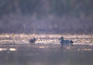 The misty atmosphere of the wetland provides a perfect, out-of-focus background for the sharp, detailed bird.