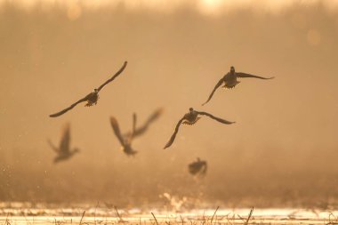 Altın şafak ışığı sisli suların üzerinde süzülen ördek sürüsünü sarıyor.