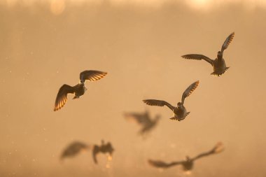 Ördek sürüsü puslu gündoğumunda uçar koordineli hareket gösterir dengeli kanatlar parıldayan siluetler ve barışçıl atmosfer