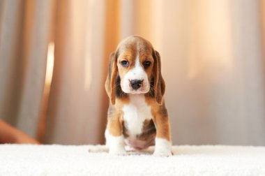 Beagle köpek evde