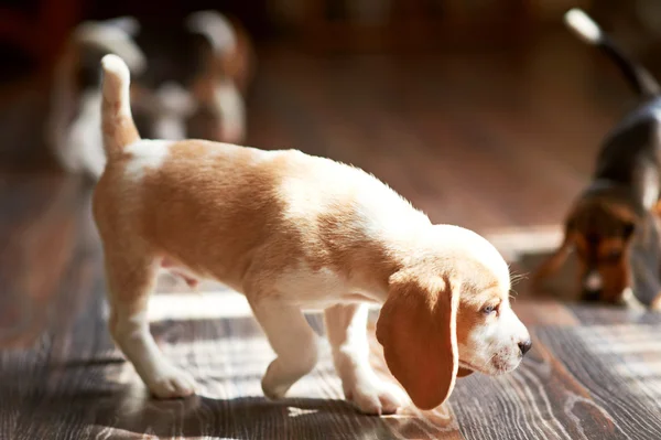 Szczeniak Beagle w domu — Zdjęcie stockowe