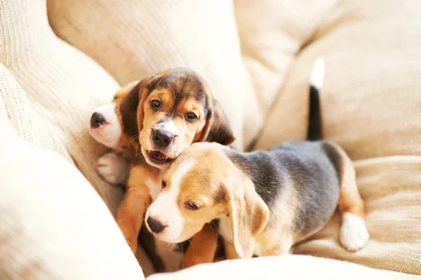Beagle щенок дома — стоковое фото