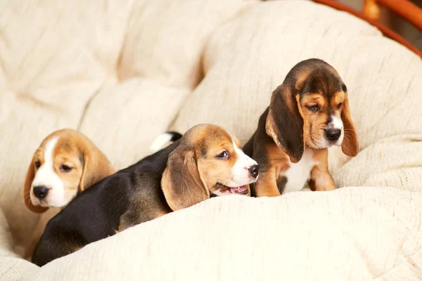 Beagle cachorro en casa — Foto de Stock