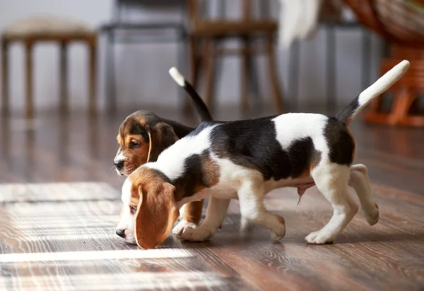 Cachorrinho Beagle em casa — Fotografia de Stock