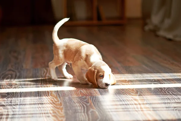 Cachorrinho Beagle em casa — Fotografia de Stock