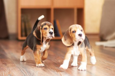 Beagle köpek evde