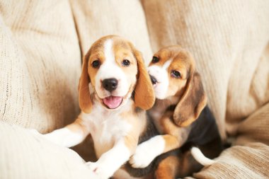 Beagle köpek evde