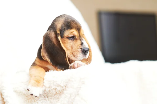Beagle щенок дома — стоковое фото