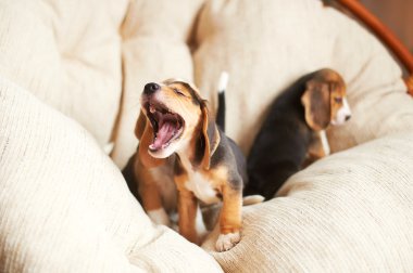 Beagle köpek evde