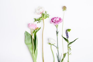 Bahar çiçekleri, lale, anemon, karanfil ve buttercup beyaz