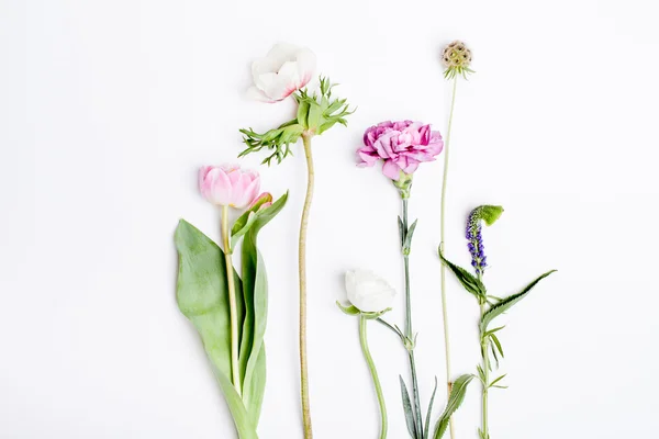 Fiori primaverili, tulipano, anemone, chiodi di garofano e ranuncolo su bianco — Foto Stock