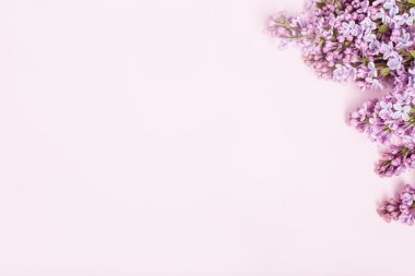 Pembe backgroun sağ tarafında pembe arka plan üzerinde Leylak çiçekler