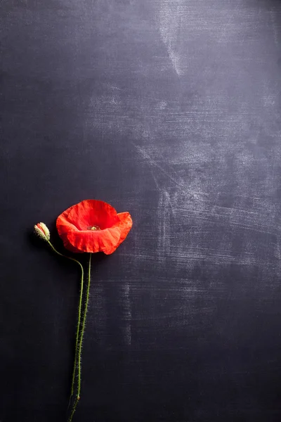 Czerwony kwiat maku i żyta na stara tablica, widok z góry — Zdjęcie stockowe