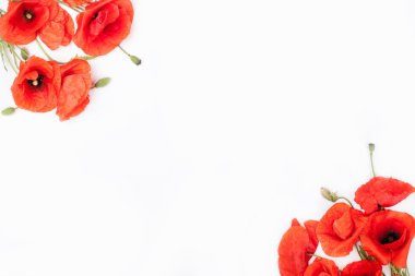 Beyaz zemin üzerine kırmızı haşhaş başkanları 