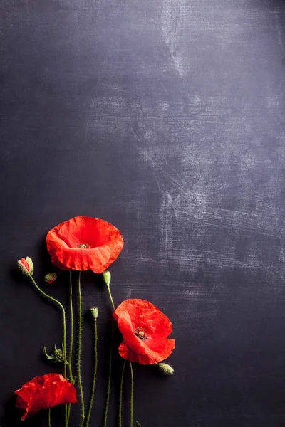 Eski yazı tahtası üzerinde haşhaş kırmızı çiçekler