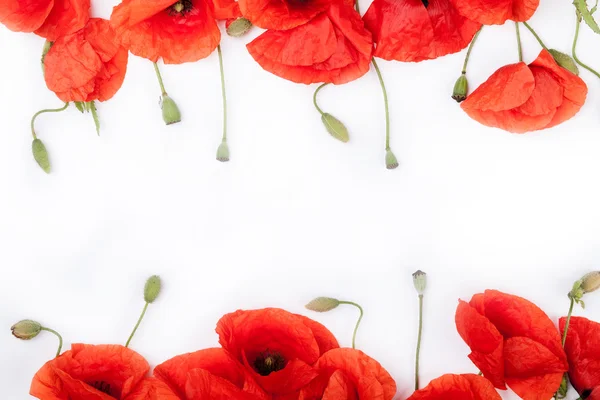 Düz beyaz arka plan üzerinde kırmızı yabani ot başkanları yatıyordu