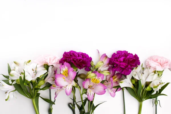 Alstroemeria üzerinde beyaz backgrou ile pembe ve mor Şebboylar