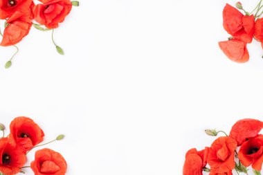 Beyaz zemin üzerine kırmızı haşhaş başkanları 