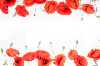 Düz beyaz arka plan üzerinde kırmızı haşhaş başkanları yatıyordu