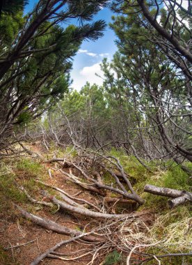 bahar dağ manzarası