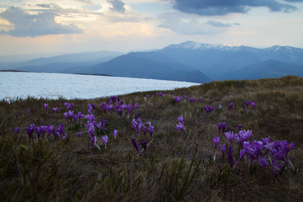 Весенний пейзаж
