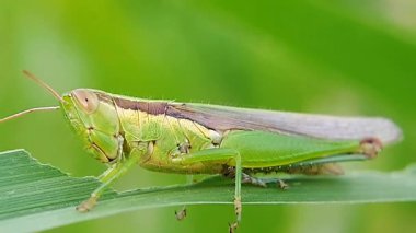 Yeşil yaprağın üzerindeki pirinç çekirgesi onu yerken. 4K çözünürlük görüntüleri