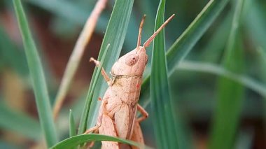 Yeşil Çimen 'de nadir bulunan bir Çekirge' nin yakın çekimi. Pembe ya da açık turuncu bir çekirgenin makro yakın plan görüntüsü (genellikle nadir görülen pembe çekirge olarak bilinir) keskin yeşil çimenler arasında saklanır ya da sürünür..