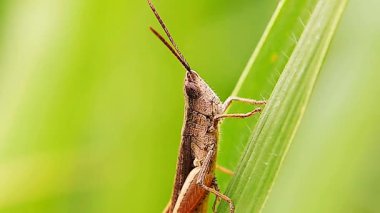 Seçici odak Çekirge yeşil bir çimen yaprağının üzerinde sakince oturuyor. Çekirge makro videosu