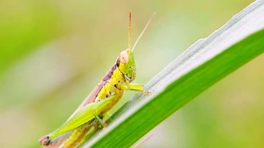 Pirinç çekirgesi - Yaprağın üzerine tünemiş yeşil çekirgenin detaylarını kapat
