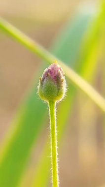 Tridax procumbens otun bir türüdür ve tohumlu bir bitkidir. Tridax Pocumbens, genellikle kuru ve kuru yerlerde bulunan geniş yapraklı yabani otlar sınıfına dahildir.