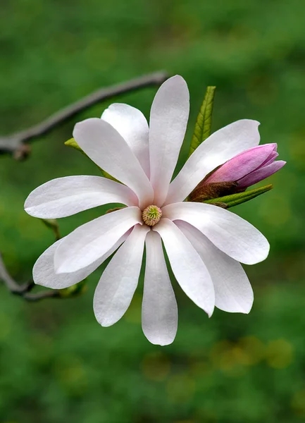 マグノリア loebneri の花 — ストック写真