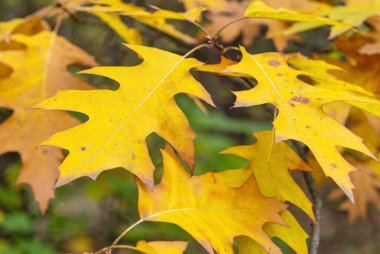 Bulanık arka planda Kanada meşesi yaprakları var. Doğa ve bitkiler