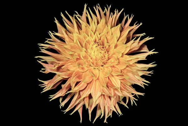 Dahlia Orange Sur Fond Noir Fleurs Plantes — Photo