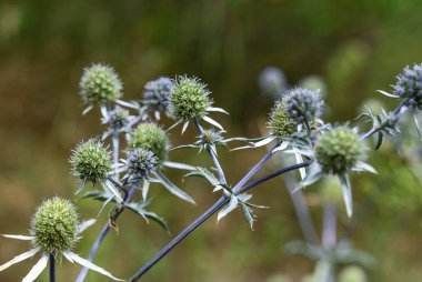 Mavi devedikeni ametist eryngo çiçeği (Eryngium amethystinum). Vahşi bitkiler ve çiçekler