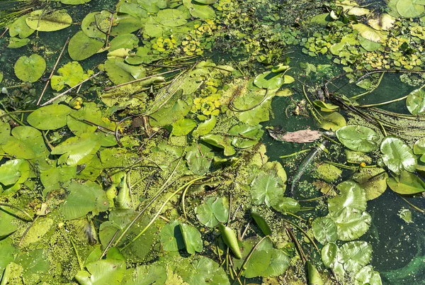 Superfície Água Contaminada Com Algas Ambiente Problemas Ecológicos — Fotografia de Stock