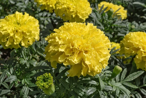 Marigolds Flores Cor Amarela Fundo Verde Flores Plantas — Fotografia de Stock
