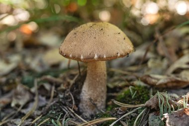 Bulanık arka planda Boletus mantarı. Mantarlar ve vahşi orman bitkileri