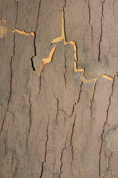 tree bark sycamore texture
