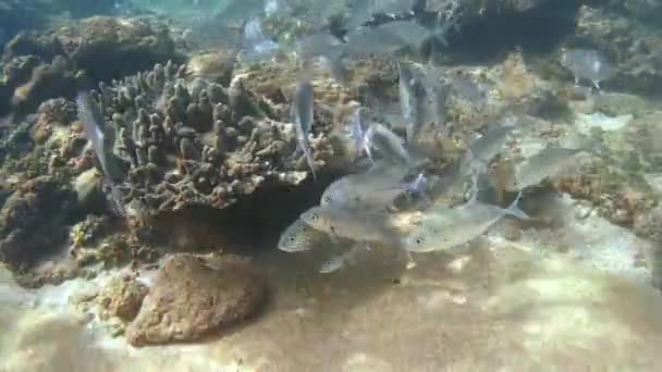 Egy nagy iskola hal nagyszemű trevally (Caranx-sexfasciatus)