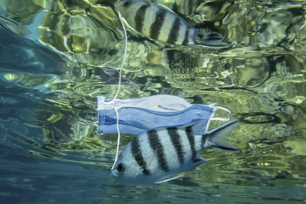 Discarded medical face mask slowly drifts under surface of water with tropical fish. Coronavirus COVID-19 is contributing to pollution, as discarded used masks clutter polluting seas and ocean