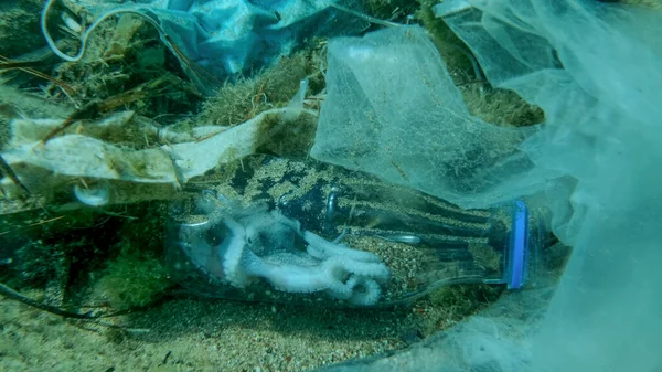 Dead octopus inside plastic bottle on seabed among the plastic and other garbage. COVID-19 is contributing to pollution, as discarded used masks clutter polluting sea bottom along with plastic trash