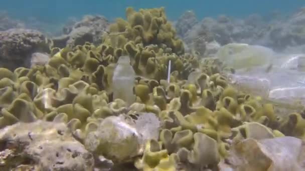 Krásné korálové útesy pokryté plastem a dalšími odpadky, barevné tropické ryby plavou přes tyto trosky. Plastické znečištění oceánu. Kamera se pomalu pohybuje nad mořským dnem s plastovým odpadem