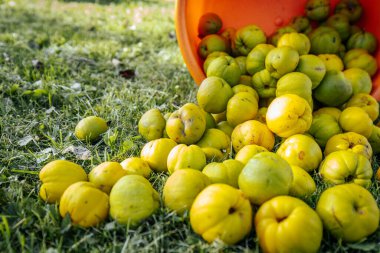 Parlak turuncu bir kova devrildi ve sayısız sarı ayva meyvesi yeşil çimlere döküldü. Doğal gün ışığı, taze ve kırsal manzarayı vurguluyordu..