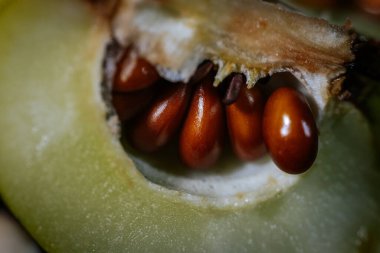 An extreme close-up showing shiny brown quince seeds nestled within the pale, fleshy interior of a cut quince, revealing rich textures and natural details.
