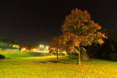 Parlak, aydınlık, modern bir köprü, gece gökyüzünün altında, ağaçların yanında altın sonbahar yapraklarıyla parıldıyor. Çimen parkında görünür bir metin alanı ile sıcak bir parıltı yayıyor..