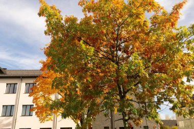 Turuncu, sarı ve yeşil yapraklı parlak bir sonbahar ağacı modern bir binanın yanında duruyor ve düşmüş yapraklar yere saçılmış.. 