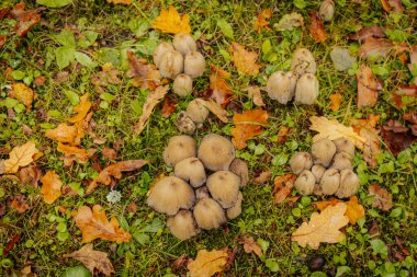 Yeşil çimenler ve düşen sonbahar yapraklarıyla kaplı nemli orman zemininde sönük, şapka şeklinde mantar kümeleri yetişir..