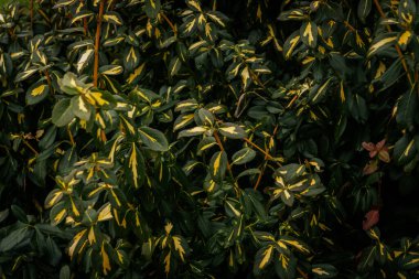 Koyu yeşil yaprakları ve parlak sarı merkezi desenleri olan bitkisel yeşil bir çalılığın yoğun yaprak oluşumu. Bazı kırmızımsı saplar görünür.