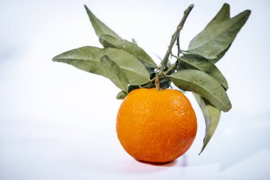 Taze yeşil yapraklar ve su damlaları ile olgun bir mandalina portakalı yakın plan beyaz zemin üzerindeki güçlü güneş ışığıyla aydınlatılır..