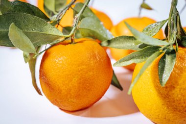 Yeşil yapraklı sulu mandalinalar ve parlak ışık altında beyaz bir yüzeye yerleştirilmiş su damlacıkları..